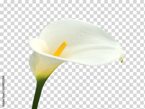 Fotobehang Calla lily, beautiful white calla lilies blooming in the garden, Arum lily, Gold calla on isolated background including clipping path