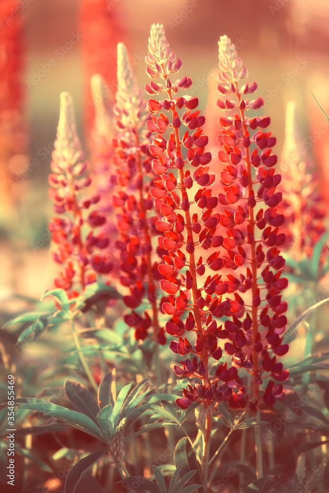 lupins in the field / summer flowers purple wild flowers, nature, landscape in the field in summer lupins in the field / summer flowers purple wild flowers, nature, landscape in the field in summer