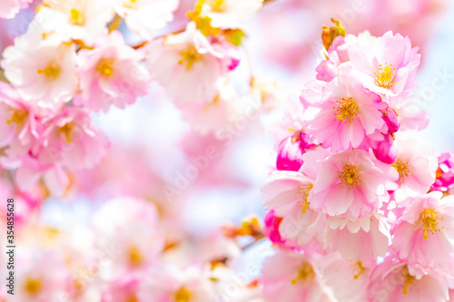 Cherry blossom spring background © Arcady