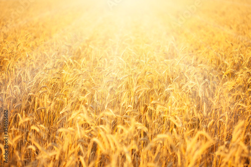 Golden ripe wheat field at sunset