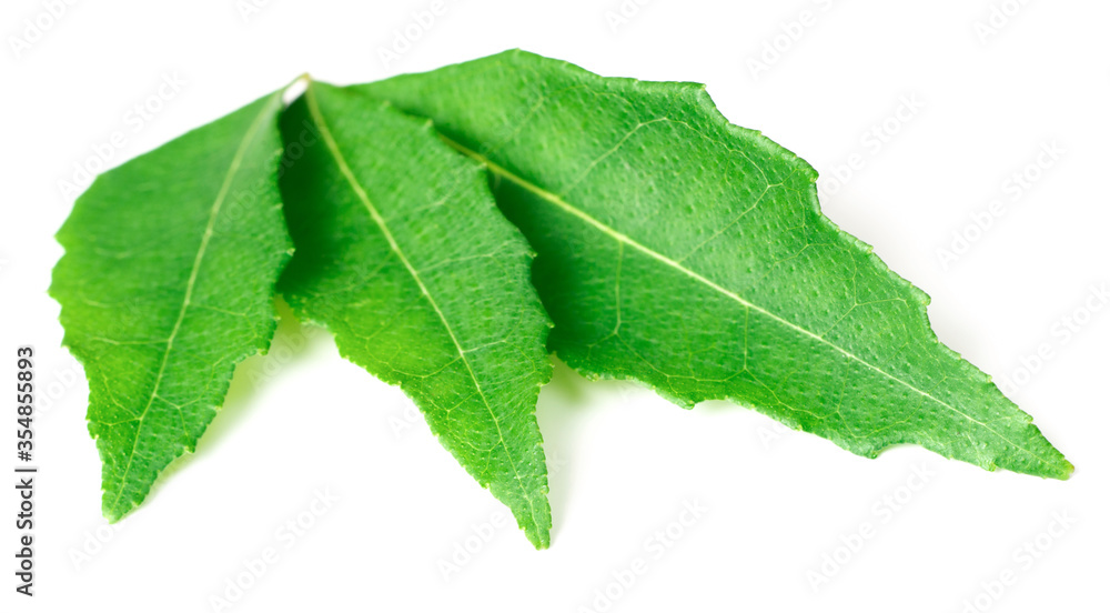 Fototapeta premium fresh curry leaves (Murraya koenigii) isolated on white background