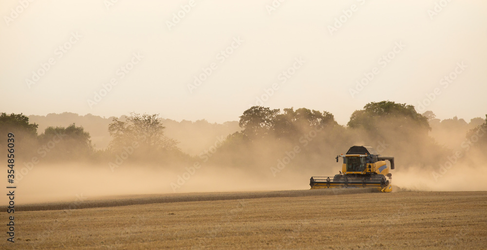Fototapeta premium Combine Harvester harvesting on a summers day evening. Much Hadham, Hertfordshire. UK