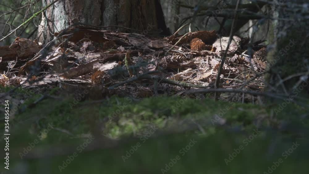 Spruce Cones and Bark On The Ground Near The Tree Trunk. Video Dolly Track Left Spruce Cones and Bark On The Ground Near The Tree Trunk. Video Dolly Track Left