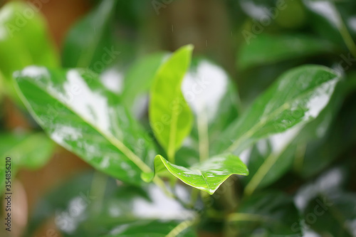 tropical green leaves background / abstract nature jungle rainforest background