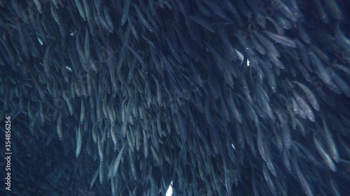 Beautiful shoal of sardines in tropical blue water. Location: Panglao, Philippines. photo