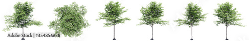 Set or collection of green trees isolated on white background. Concept or conceptual 3d illustration for nature, ecology and conservation, strength and endurance, force and life