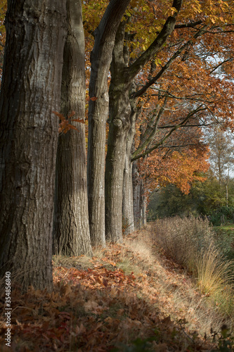 Fall. Autumn.. Beechtrees.  Maatschappij van Weldadigheid Frederiksoord. Drenthe. Netherlands. Lane structure. photo