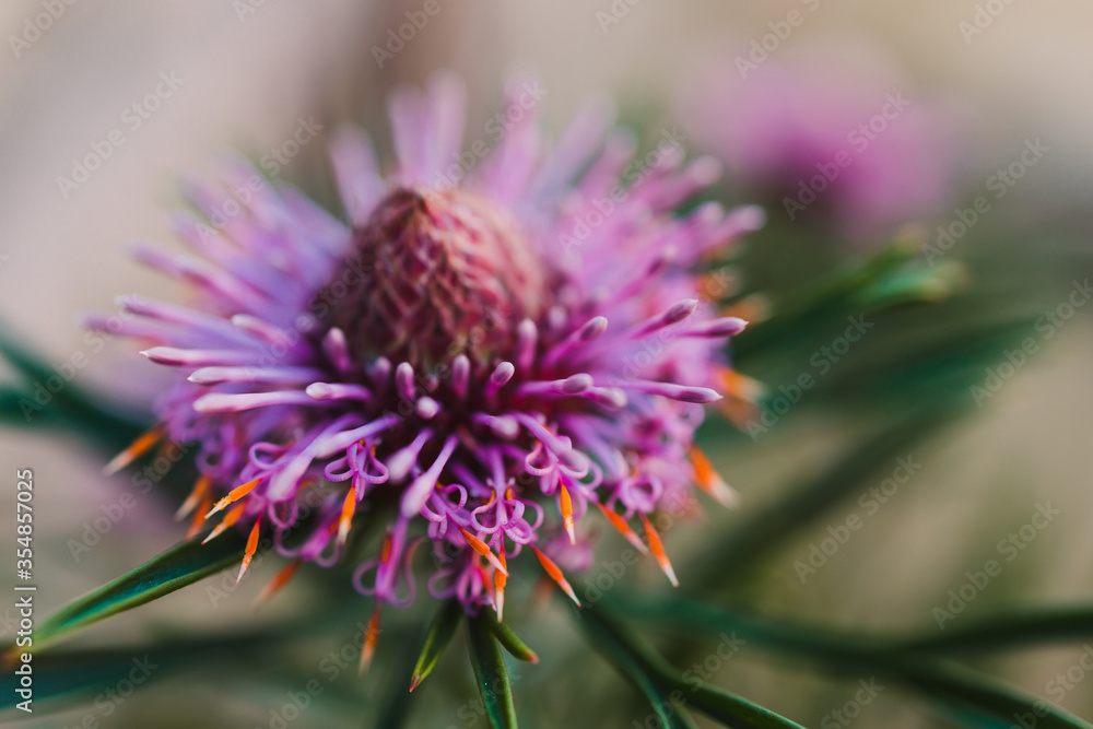 native Australian isopogon candy cone plant with pink flowers outdoor in sunny backyard