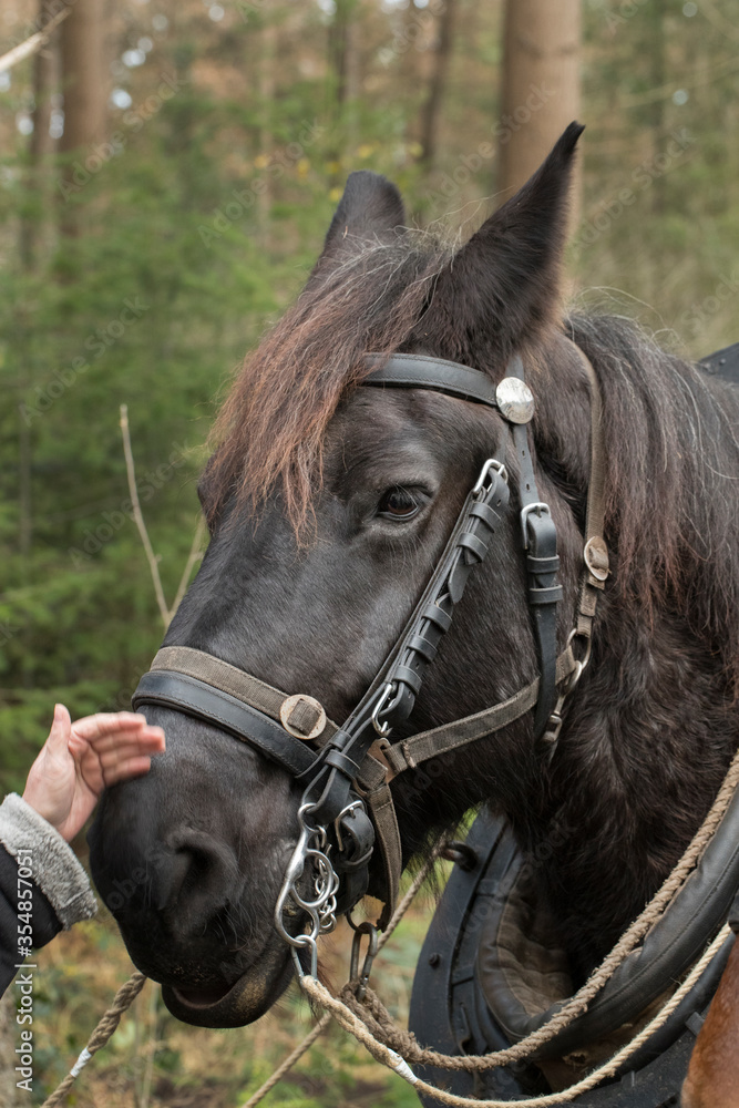 Working horse. Horse for pulling. Netherlands Working horse. Horse for pulling. Netherlands