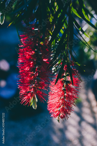 native Australian red bottlebursh callistemon plant with flowers outdoor in sunny backyard photo