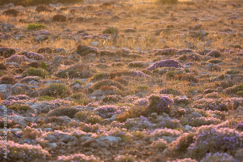 Beautiful meadow with purple flowers , aerial view. meadow with sunset view. nature close up Beautiful meadow with purple flowers , aerial view. meadow with sunset view. nature close up