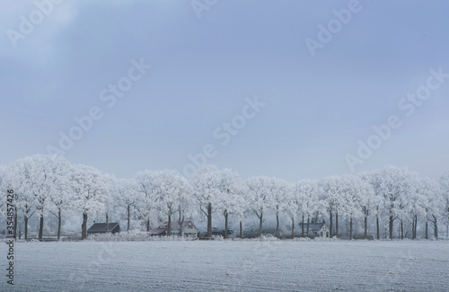 Winter. Snow. Frost.. Beechtrees. Maatschappij van Weldadigheid Frederiksoord. Drenthe. Netherlands. Lane structure.