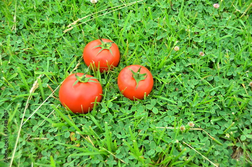 tomato on green grass