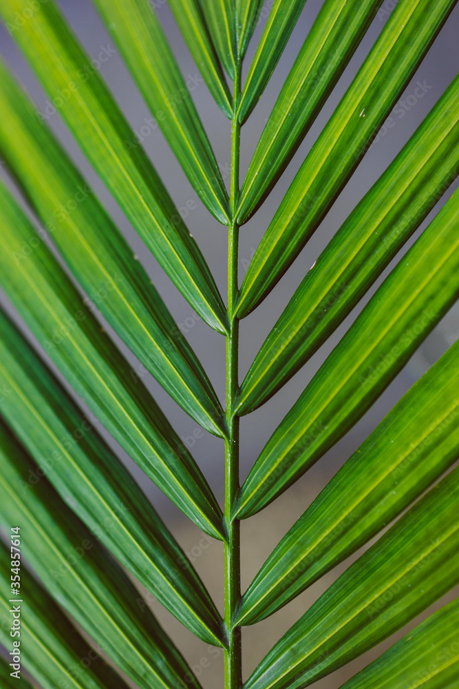 close-up of palm tree leaf outdoor in sunny backyard close-up of palm tree leaf outdoor in sunny backyard