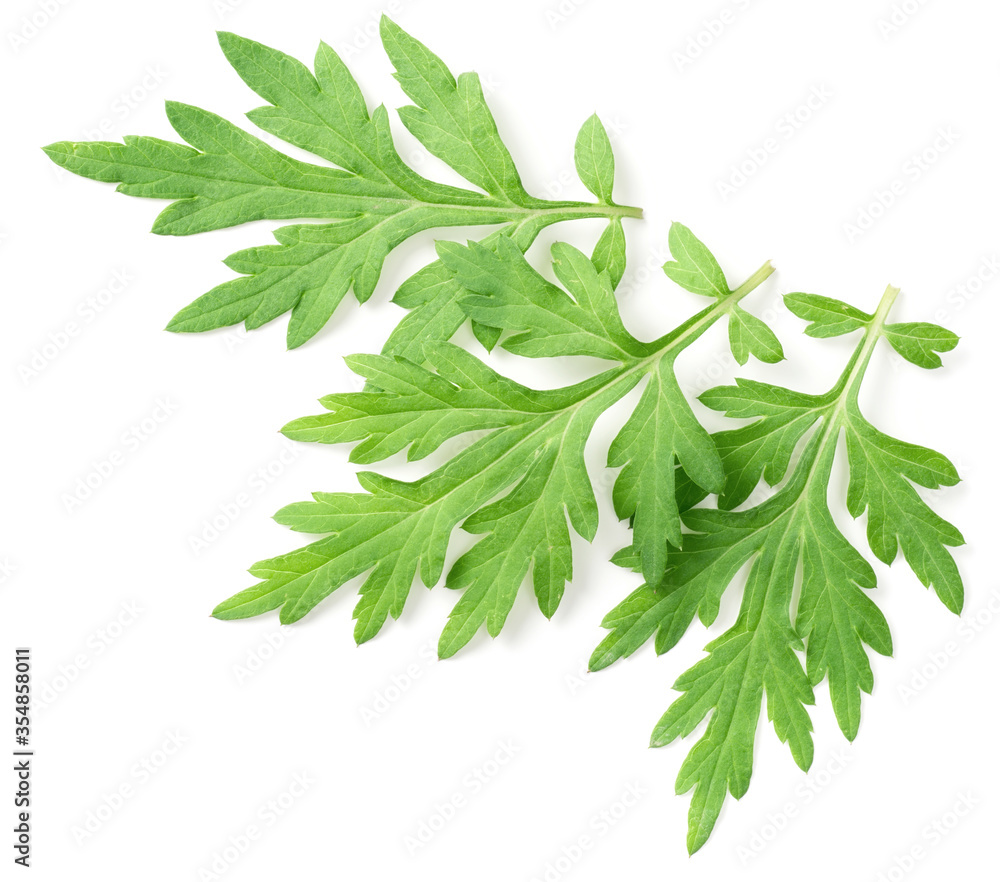 Fototapeta premium fresh mugwort leaves isolated on white background, top view