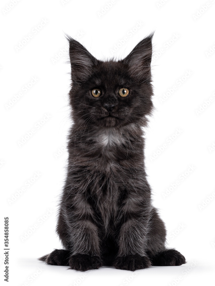 Majestic black smoke Maine Coon kitten, sitting up facing front. Looking at camera with shiney brown golden eyes. Isolated on white background.