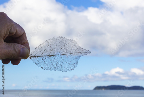 Transparent Dead Leaf Skeleton Pattern photo