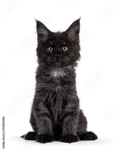 Majestic black smoke Maine Coon kitten, sitting up facing front. Looking at camera with shiney brown golden eyes. Isolated on white background.