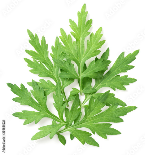 fresh mugwort leaves isolated on white background, top view