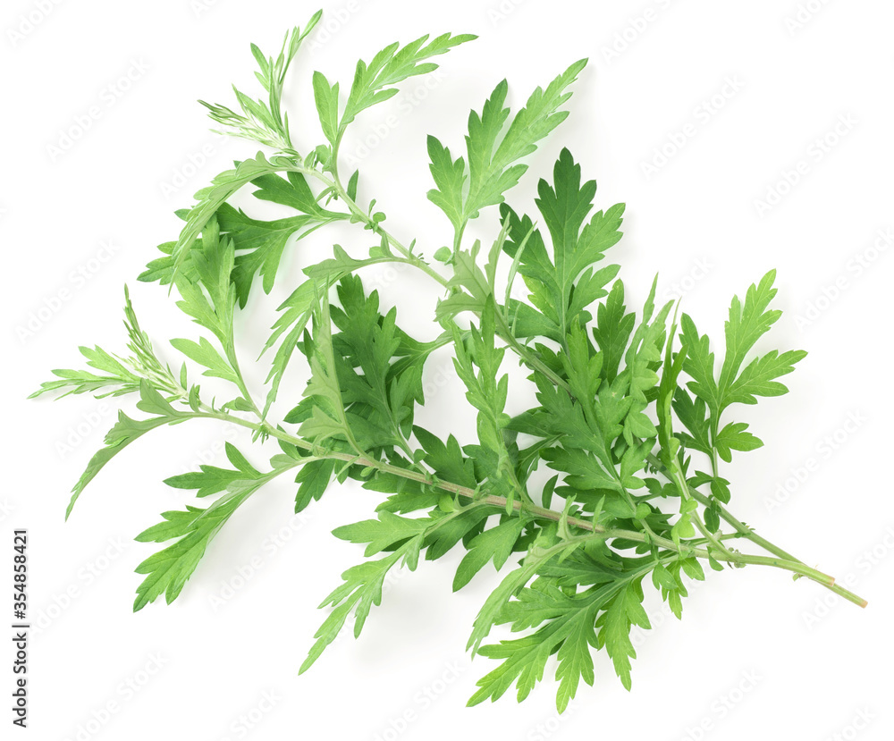 fresh mugwort twigs isolated on white background fresh mugwort twigs isolated on white background