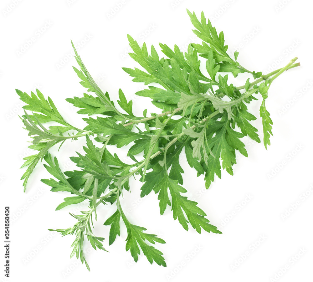 fresh mugwort twigs isolated on white background fresh mugwort twigs isolated on white background