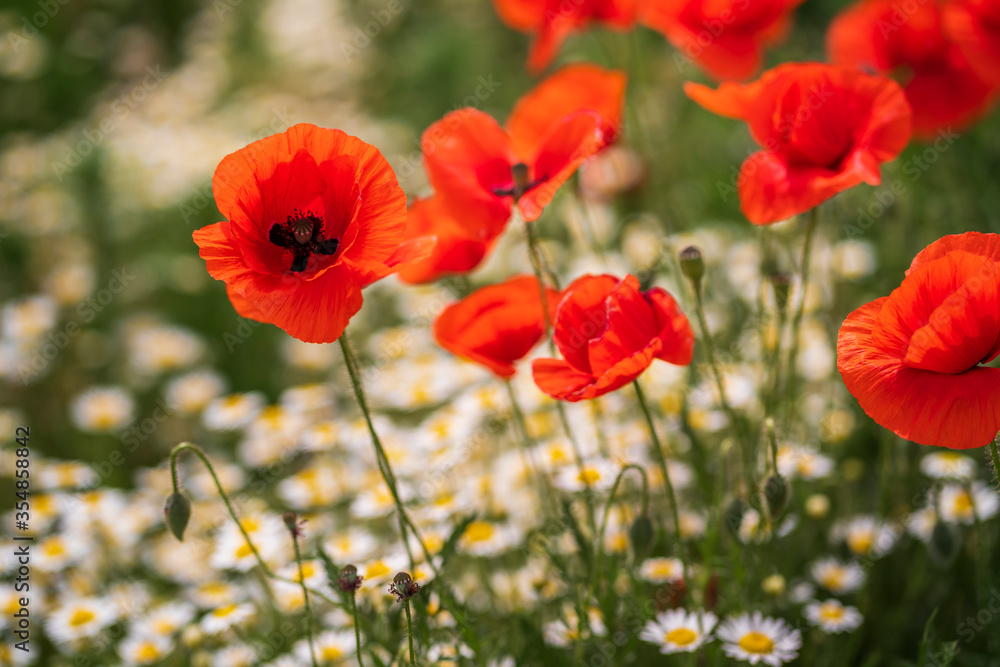 Wild field full of blooming poppies with red petals against the background of rich green vegetation in beautiful daylight. Background with floral motifs. Flowers bloom in the spring season. Wild field full of blooming poppies with red petals against the background of rich green vegetation in beautiful daylight. Background with floral motifs. Flowers bloom in the spring season.