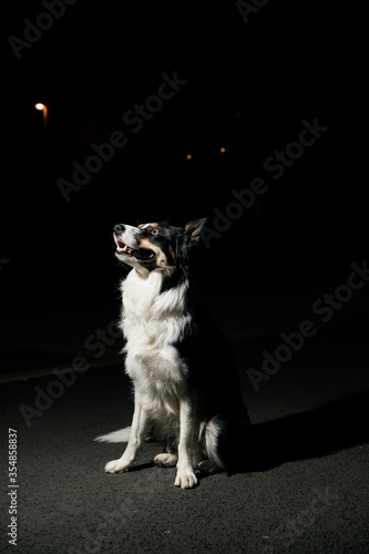 Wallpaper Mural Adorable black and white long hair dog against dark background Torontodigital.ca