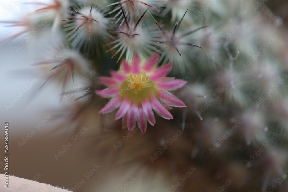 Kaktusblüte