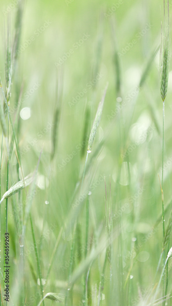 .Grass with raindrops, bokeh. Abstract postcard