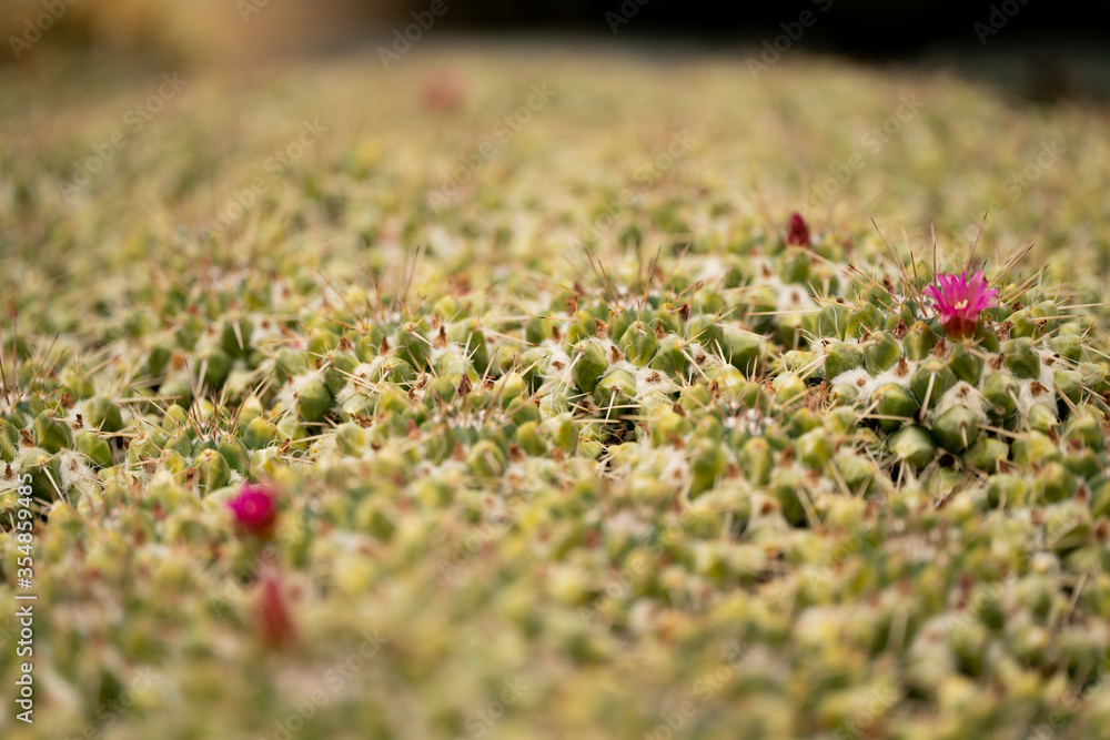 多肉植物　サボテン
