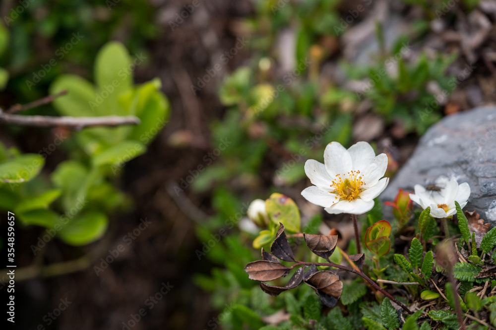 Frühlingsblumen bei Kandersteg Frühlingsblumen bei Kandersteg