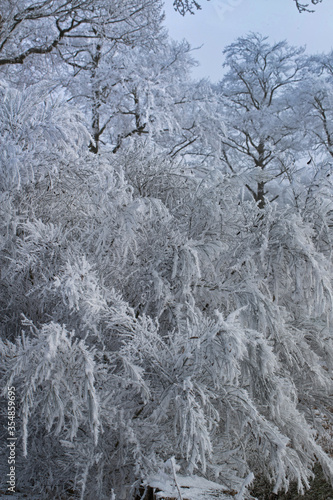 Winter. Snow. Frost. Ripe. Frederiksoord Drenthe Netherlands. Maatschappij van Weldadigheid © A