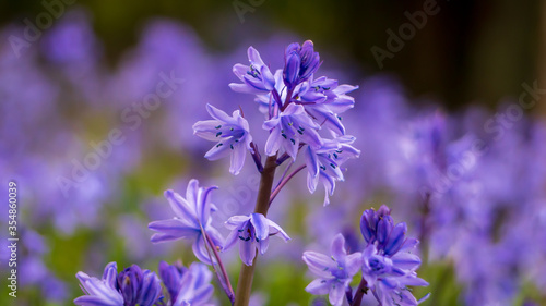 bluebells flowers in the field