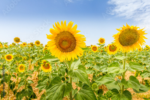 Sunflower field in Provence  South of France