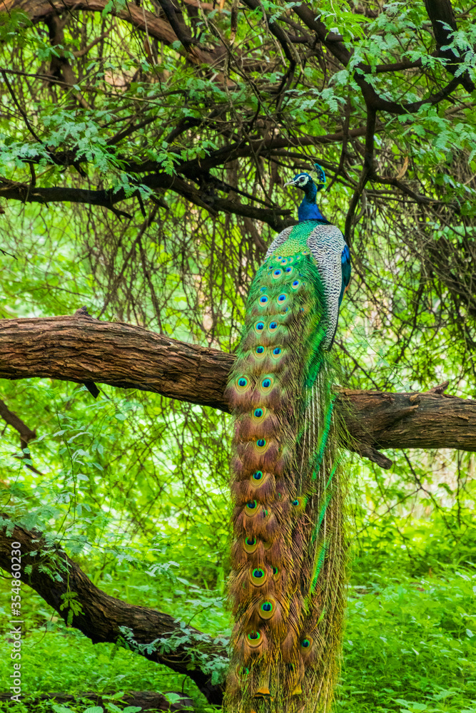 Naklejka premium A peacock sitting with its feathers spread