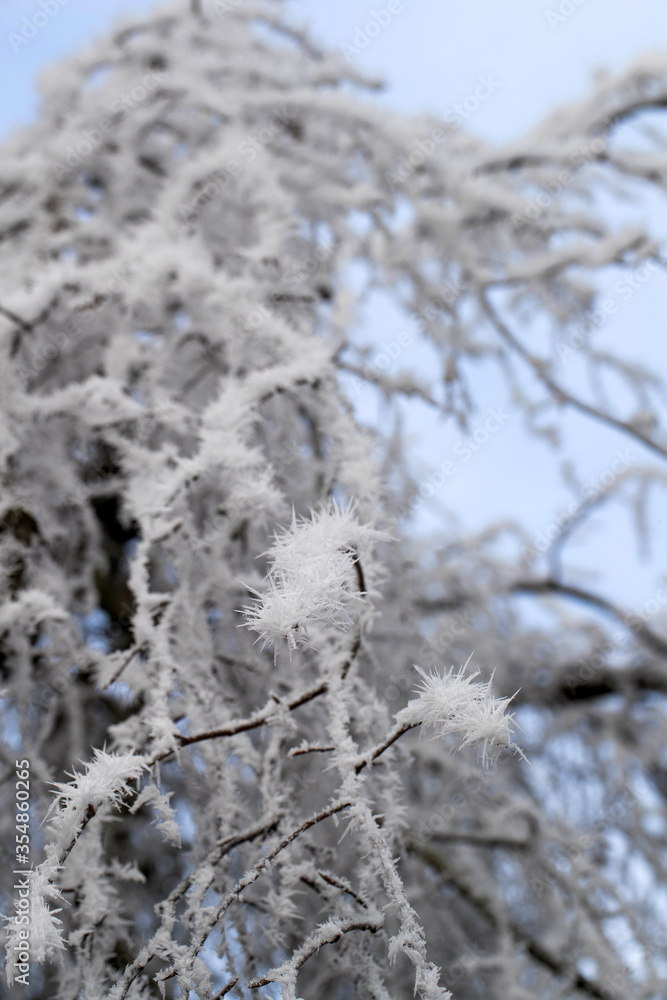 Trees. Winter. Snow. Frost. Ripe. Frederiksoord Drenthe Netherlands. Maatschappij van Weldadigheid