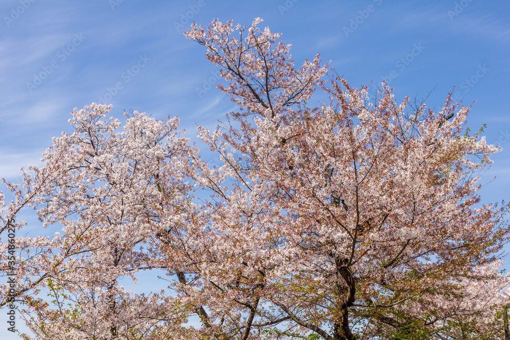 Cherry blossom during the spring