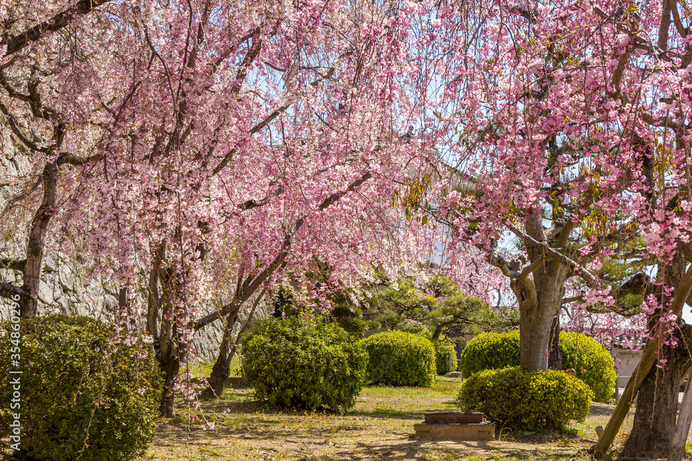 Cherry blossom during the spring in a park, Himeji, Japan Cherry blossom during the spring in a park, Himeji, Japan