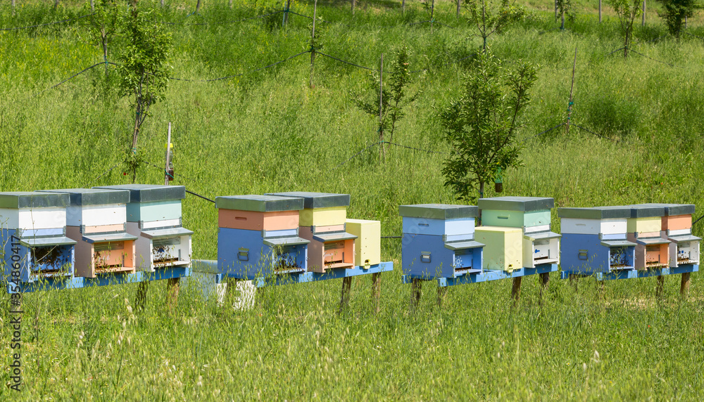A row of bee hives in a field of flowers with an orchard behind A row of bee hives in a field of flowers with an orchard behind