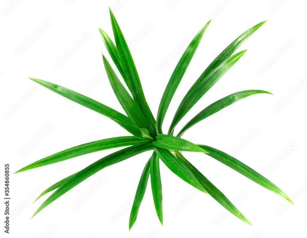 fresh pandan leaves isolated on white background fresh pandan leaves isolated on white background