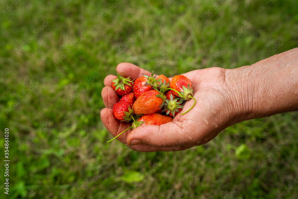 a hand full of wild strawberries a hand full of wild strawberries