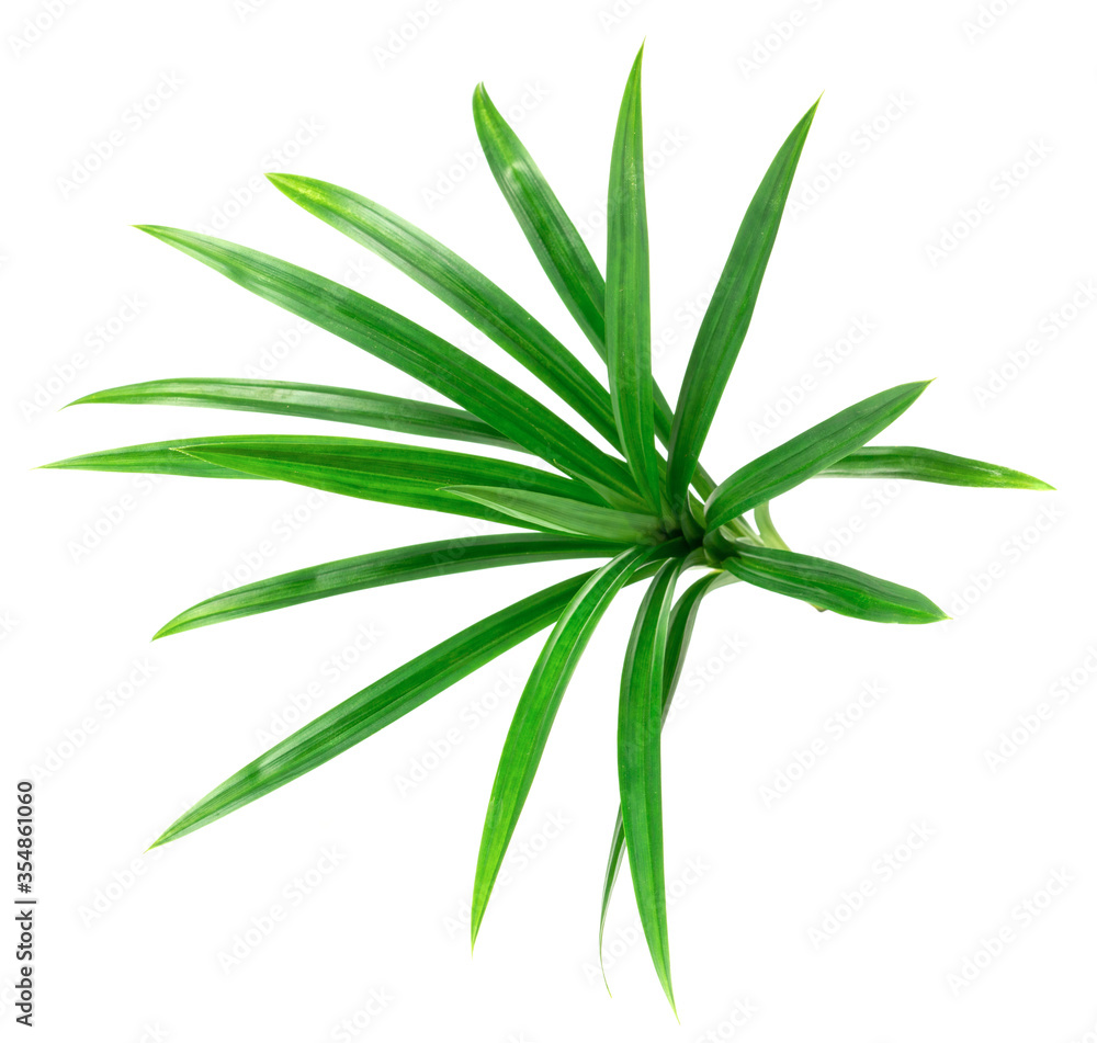 Fototapeta premium fresh pandan leaves isolated on white background