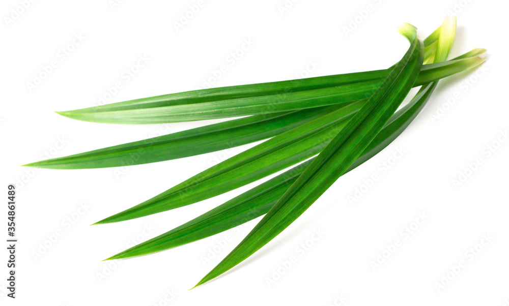 fresh pandan leaves isolated on white background fresh pandan leaves isolated on white background