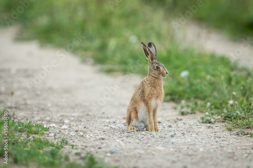 Levert or young hare, sat upright and alert, facing right in natural habitat, on a farm track.  Close up.  Horizontal.  Space for copy.