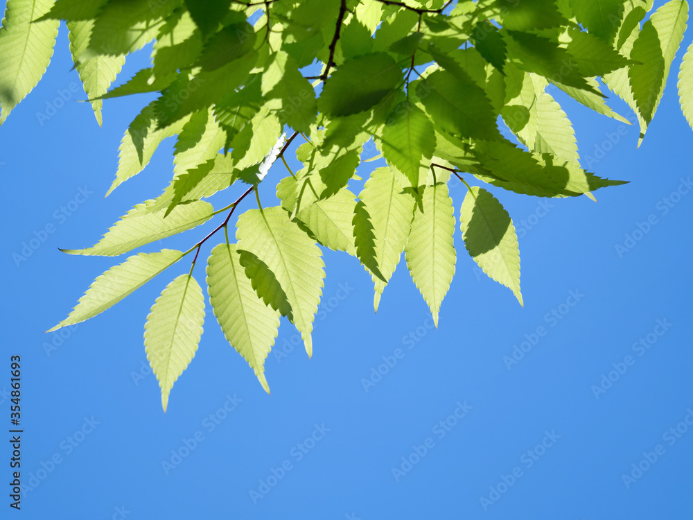 Obraz premium 新緑のケヤキ