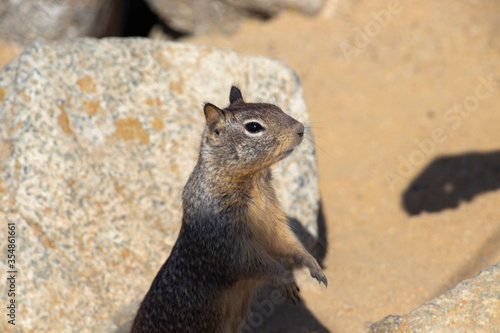 A squirrel from 17 Mile Drive Monterey, California. Close-up view of a squirrel. Shallow depth of field. Travel photo for travel magazine. Bird Rock, famous attraction. Spaces for your text. 
