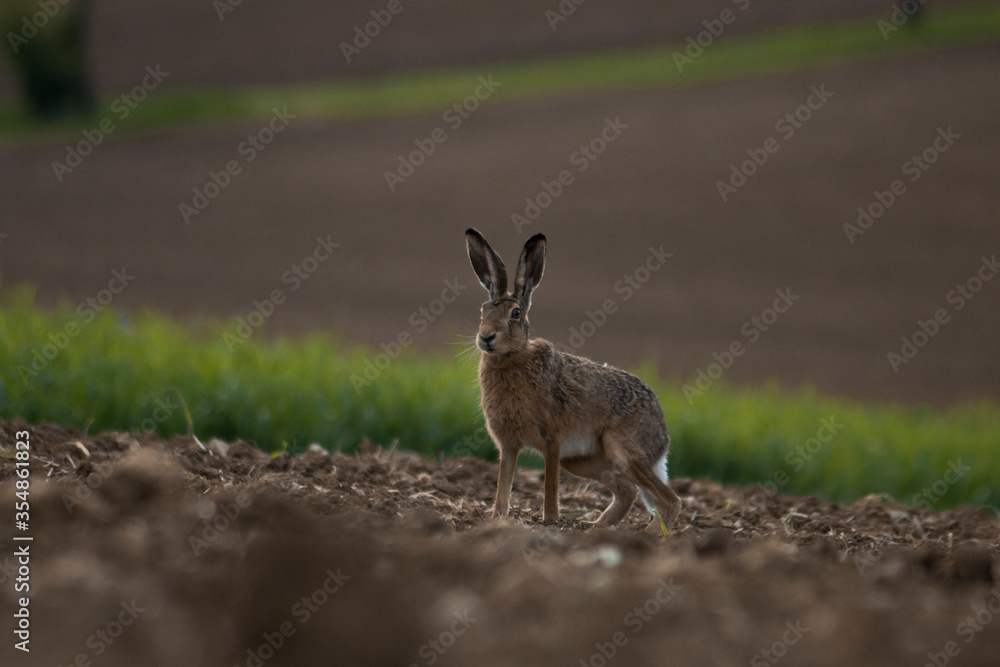 Brown Hare sitting on a field looking attentive into the camera Brown Hare sitting on a field looking attentive into the camera