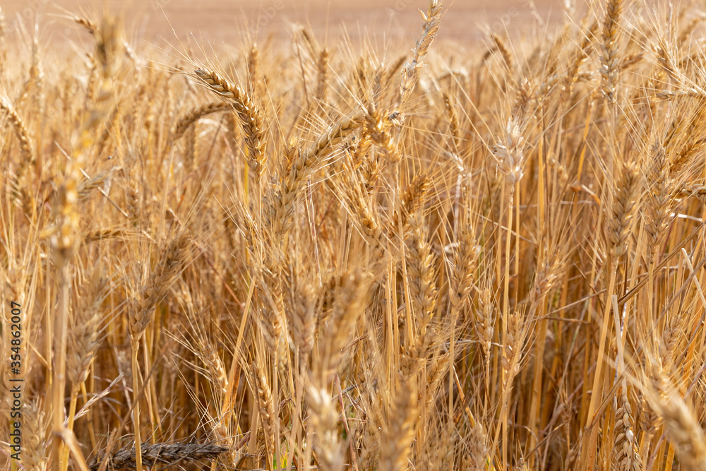 Fototapeta premium golden wheat field in summer