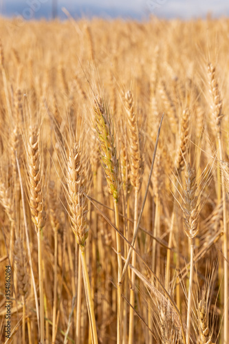 golden wheat field in summer © IVAN