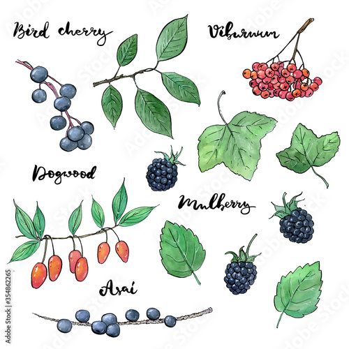 hand drawn painted set of watercolor sketch of isolated berries bird cherry, viburnum, dogwood, mulberry, asai on white background with handwritten words photo